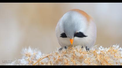 Bıyıklı baştankara