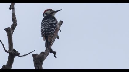 Aksırtlı ağaçkakan