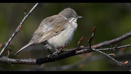 Küçük akgerdanlı ötleğen