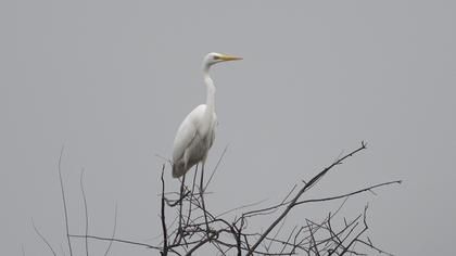 Büyük ak balıkçıl