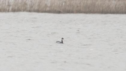 Karaboyunlu batağan