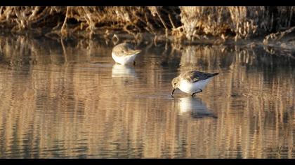 Karakarınlı kumkuşu
