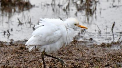 Western Cattle Egret