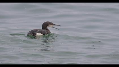 Karagerdanlı dalgıç