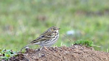 Meadow Pipit