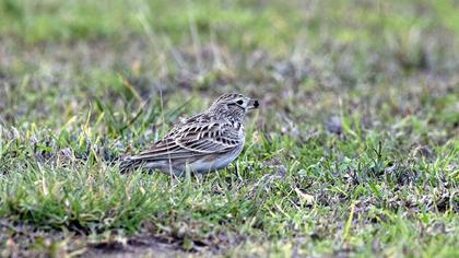 Eurasian Skylark