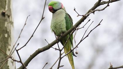 İskender papağanı