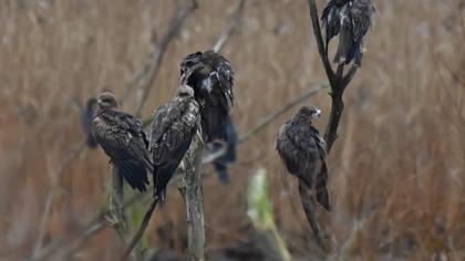Black Kite