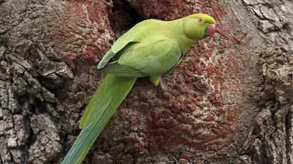 Rose-ringed Parakeet