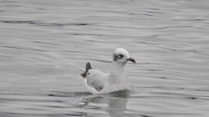 Mediterranean Gull