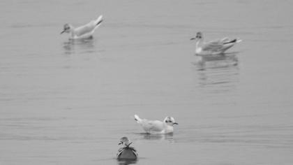 Little Gull