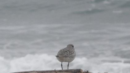 Grey Plover