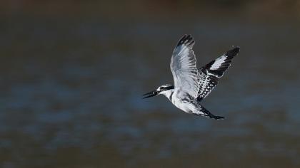 Alaca yalıçapkını
