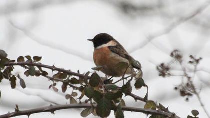 European Stonechat