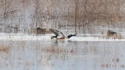 Northern Shoveler