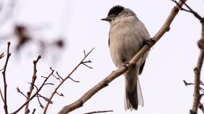 Karabaşlı ötleğen