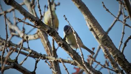 Eurasian Blue Tit