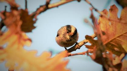 Long-tailed Tit
