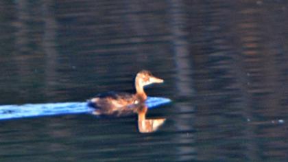 Karaboyunlu batağan