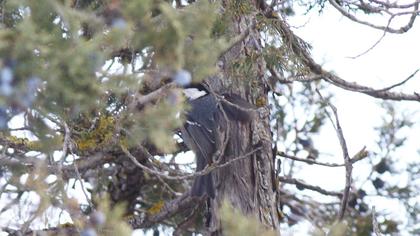 Coal Tit