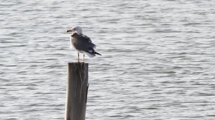 Yellow-legged Gull