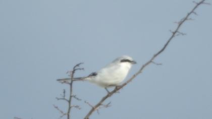 Büyük örümcekkuşu