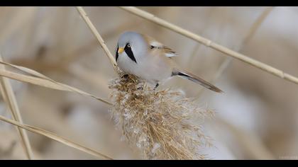 Bıyıklı baştankara