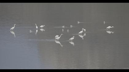 Büyük ak balıkçıl