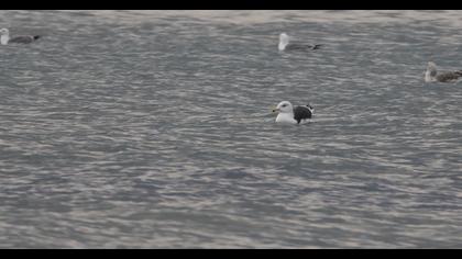 Büyük karasırtlı martı