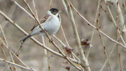 Bataklık Kirazkuşu