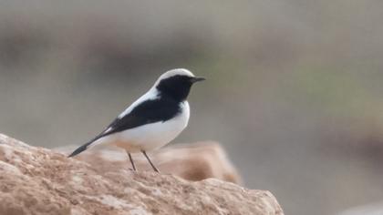 Aksırtlı kuyrukkakan