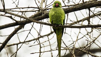 Rose-ringed Parakeet
