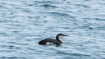 Karagerdanlı dalgıç