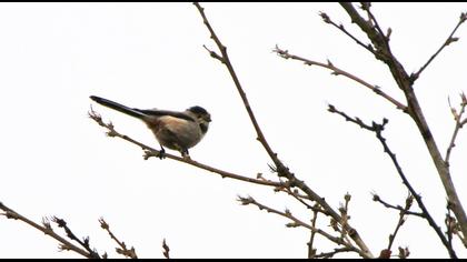 Uzunkuyruklu baştankara