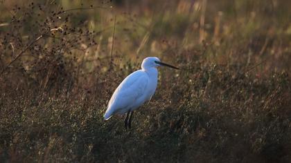 Küçük ak balıkçıl