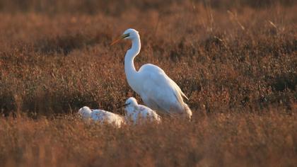 Büyük ak balıkçıl