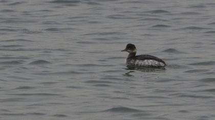 Karaboyunlu batağan