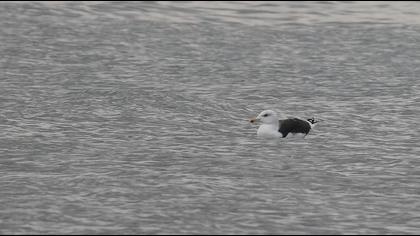 Büyük karasırtlı martı