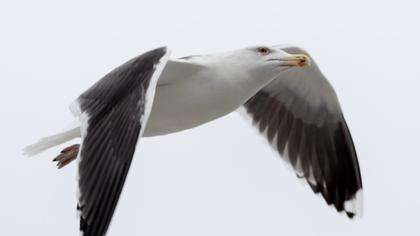 Büyük karasırtlı martı