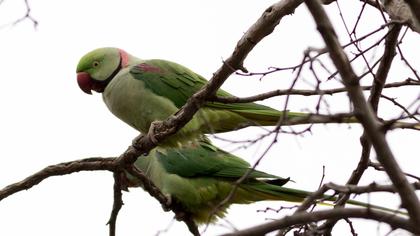 İskender papağanı