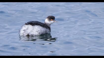 Karaboyunlu batağan
