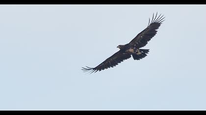 Büyük orman kartalı