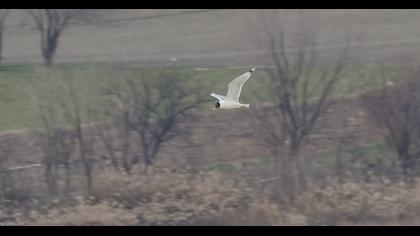 Büyük karabaş martı