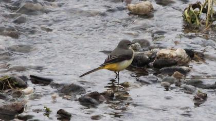 Dağ kuyruksallayanı