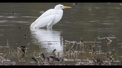 Büyük ak balıkçıl