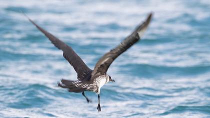 Kütkuyruklu korsanmartı