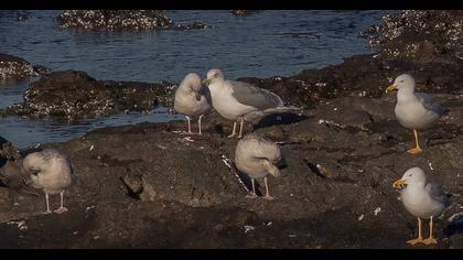 Kuzey gümüş martı