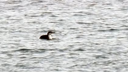 Karagerdanlı dalgıç