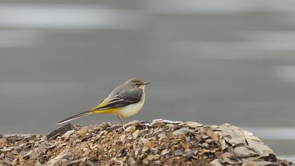 Dağ kuyruksallayanı