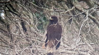 Büyük orman kartalı